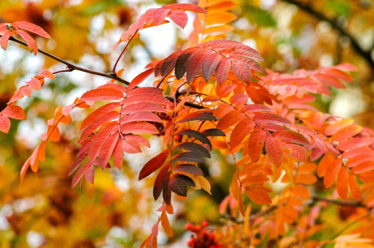 Autumn gardening services in Cheltenham – garden ready for the season