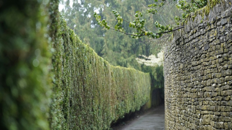 Commercial hedge cutting at a period property in the Cotswolds