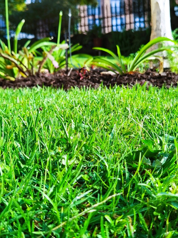 Well-maintained lawn in a Cheltenham garden
