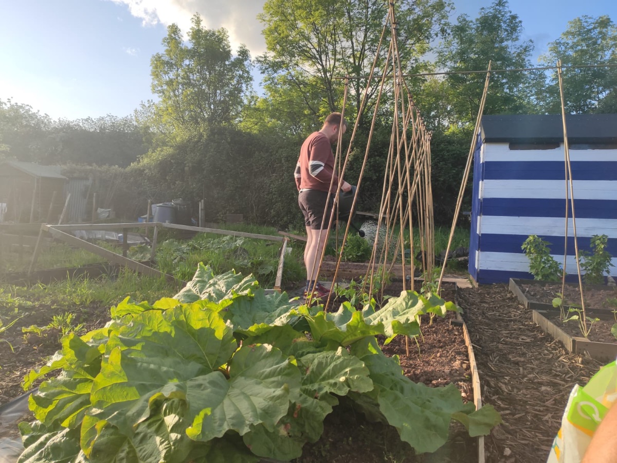 Thriving allotment plot with raised beds, vegetables and a shed