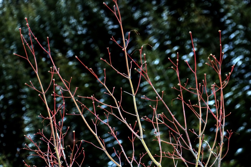 Pruning shrubs in a Cotswolds garden