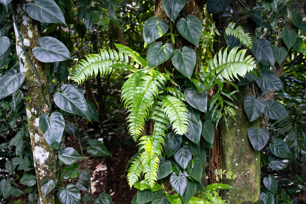 Lush tropical jungle garden design with bold foliage plants in Cheltenham